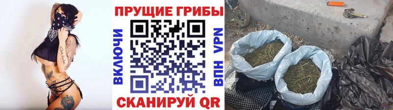 Галлюциногенные грибы Psilocybe  Кировск 